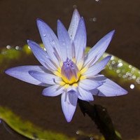 Buy canvas prints of Water Lily by Claire Castelli