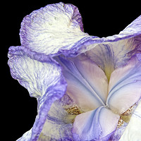 Buy canvas prints of Purple Iris by Claire Castelli