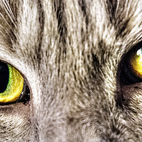 Buy canvas prints of Cats eyes by Claire Castelli
