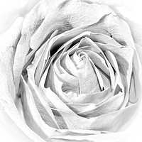 Buy canvas prints of Rose                    by Claire Castelli