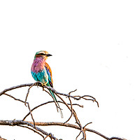 Buy canvas prints of Lilac Breasted Roller by Claire Castelli