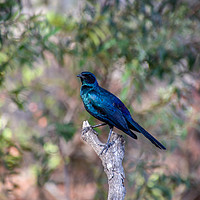 Buy canvas prints of Glossy Starling by Claire Castelli