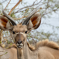 Buy canvas prints of Curious Kudu by Claire Castelli