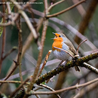 Buy canvas prints of Robin singing by Claire Castelli