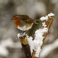 Buy canvas prints of Robin perching in the snow by Claire Castelli
