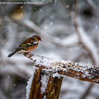 Buy canvas prints of A male chaffinch perched on a tree branch by Claire Castelli