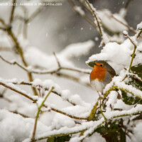 Buy canvas prints of Robin sitting in a snow covered tree by Claire Castelli