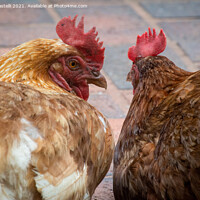Buy canvas prints of Chicken Chatter by Claire Castelli