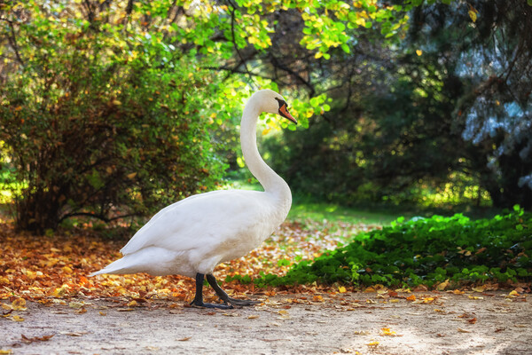 Swan Walking in Park Picture Board by Artur Bogacki