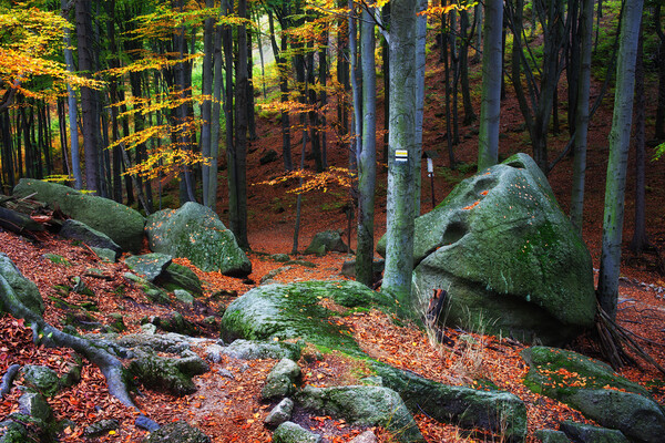 Mountain Forest Autumn Scenery Picture Board by Artur Bogacki