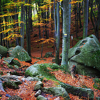 Buy canvas prints of Mountain Forest Autumn Scenery by Artur Bogacki