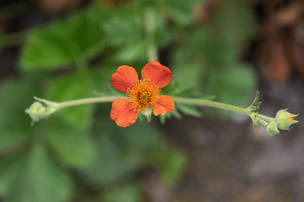 Geum Coccineum Red Avens Blooming Flower Picture Board by Artur Bogacki