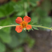 Buy canvas prints of Geum Coccineum Red Avens Blooming Flower by Artur Bogacki