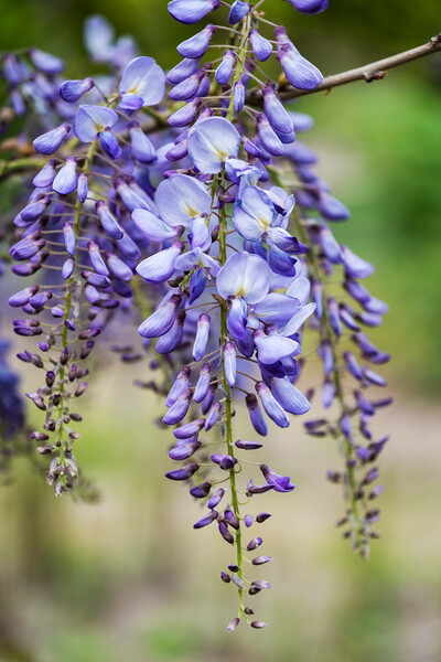 Chinese Wisteria Sinensis Blooming Flower Picture Board by Artur Bogacki