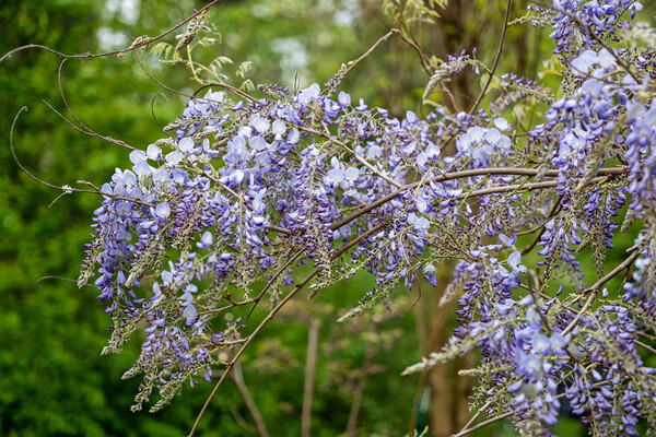 Chinese Wisteria Sinensis Blooming Flowers Picture Board by Artur Bogacki