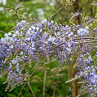Buy canvas prints of Chinese Wisteria Sinensis Blooming Flowers by Artur Bogacki