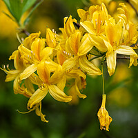 Buy canvas prints of Rhododendron Luteum Sweet Yellow Azalea Flower by Artur Bogacki