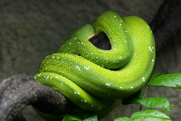 Green Tree Python Coiled Up On Branch Picture Board by Artur Bogacki