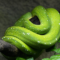 Buy canvas prints of Green Tree Python Coiled Up On Branch by Artur Bogacki