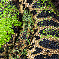 Buy canvas prints of Yellow Anaconda Snake by Artur Bogacki