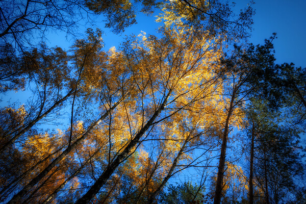 Autumn Forest Trees At Sunset Picture Board by Artur Bogacki