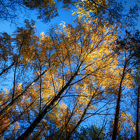 Buy canvas prints of Autumn Forest Trees At Sunset by Artur Bogacki