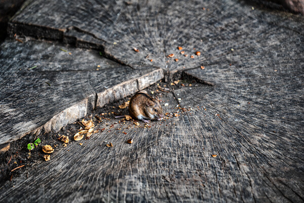 Striped Field Mouse Eating Nuts On Tree Stamp Picture Board by Artur Bogacki