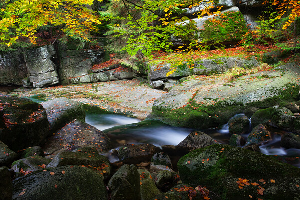 Creek in Autumn Mountain Forest Picture Board by Artur Bogacki