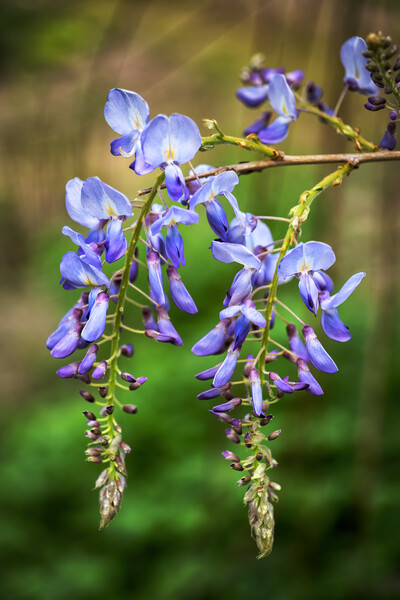 Chinese Wisteria Sinensis Blooming Flower Picture Board by Artur Bogacki