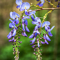 Buy canvas prints of Chinese Wisteria Sinensis Blooming Flower by Artur Bogacki