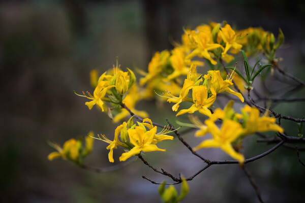 Rhododendron Luteum Blooming Yellow Flowers Picture Board by Artur Bogacki