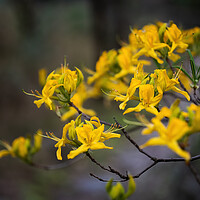 Buy canvas prints of Rhododendron Luteum Blooming Yellow Flowers by Artur Bogacki