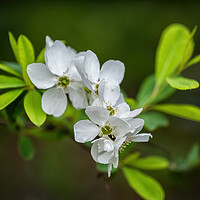 Buy canvas prints of Exochorda Racemosa Pearlbush Flowers by Artur Bogacki