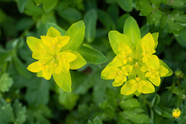 Cushion Spurge Euphorbia Epithymoides Flowers Picture Board by Artur Bogacki