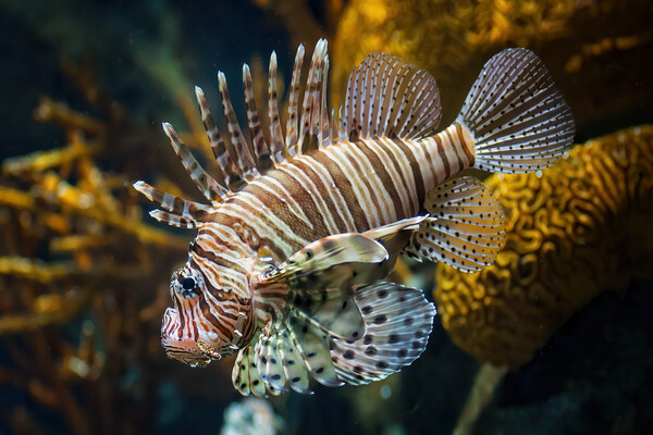 Red Lionfish Venomous Coral Reef Fish Picture Board by Artur Bogacki