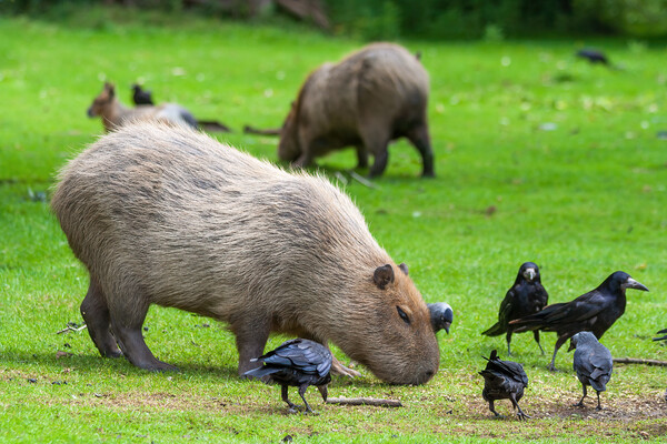 Capybara Grazing In Meadow With Birds Picture Board by Artur Bogacki