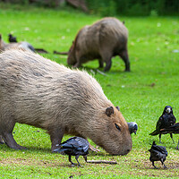 Buy canvas prints of Capybara Grazing In Meadow With Birds by Artur Bogacki