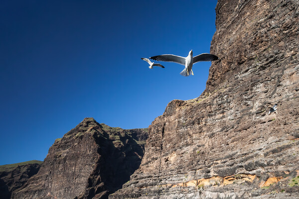 Seagull at Los Gigantes Cliffs in Tenerife Picture Board by Artur Bogacki