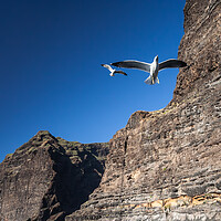 Buy canvas prints of Seagull at Los Gigantes Cliffs in Tenerife by Artur Bogacki