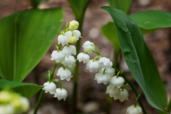 Lily of the Valley Flowers In Spring Picture Board by Artur Bogacki
