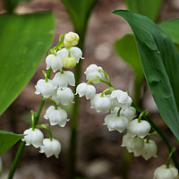 Buy canvas prints of Lily of the Valley Flowers In Spring by Artur Bogacki
