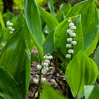 Buy canvas prints of Lily of the Valley by Artur Bogacki