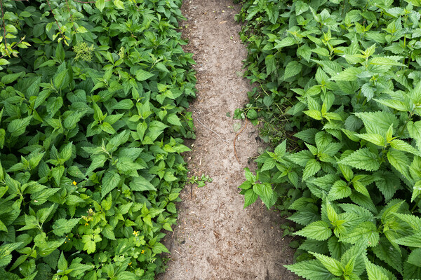 Path With Lush Nettle Plants Picture Board by Artur Bogacki