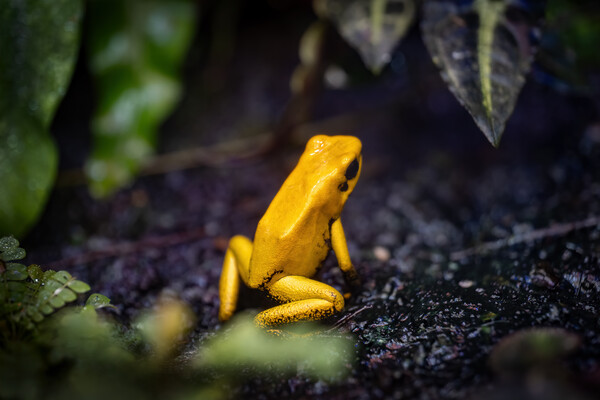 Golden Poison Frog Picture Board by Artur Bogacki