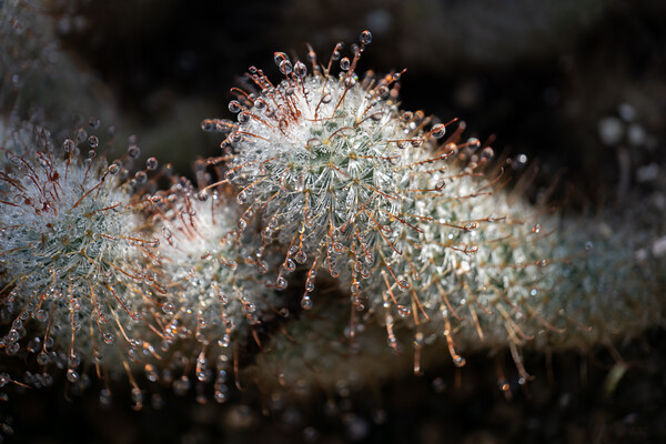 Water Droplets On Echinocereus Cactus Picture Board by Artur Bogacki