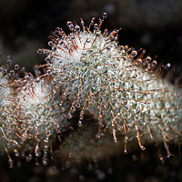 Buy canvas prints of Water Droplets On Echinocereus Cactus by Artur Bogacki