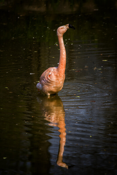 Chilean Flamingo Bird Picture Board by Artur Bogacki