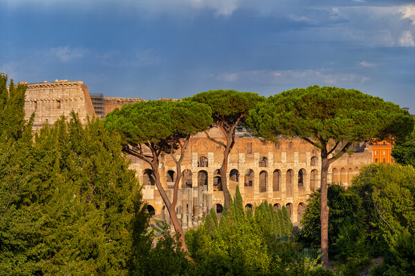 Behind Trees View of Colosseum at Sunset Picture Board by Artur Bogacki