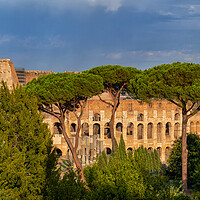 Buy canvas prints of Behind Trees View of Colosseum at Sunset by Artur Bogacki