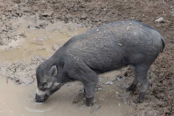 Visayan Warty Pig Picture Board by Artur Bogacki